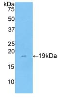 PAC146Ra01.jpg