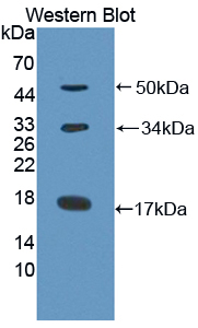 Biotin-Linked Polyclonal Antibody to Collagen Type X (COL10)