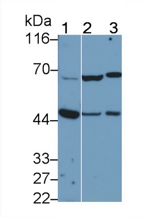 Polyclonal Antibody to Neuregulin 2 (NRG2)
