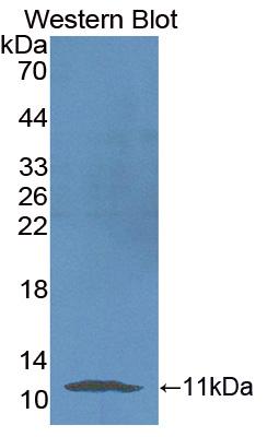 Polyclonal Antibody to Neuregulin 4 (NRG4)