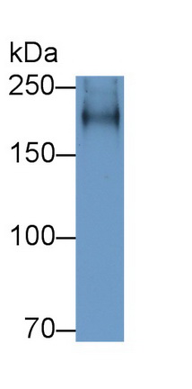 Polyclonal Antibody to Neurocan (NCAN)