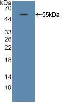 Polyclonal Antibody to Interferon Regulatory Factor 2 (IRF2)