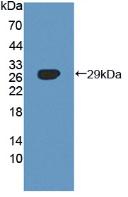 Polyclonal Antibody to Sorting Nexin 13 (SNX13)