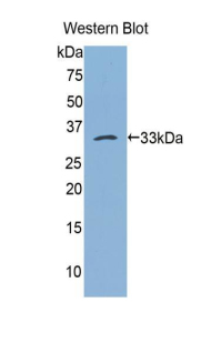 Biotin-Linked Polyclonal Antibody to Bleomycin Hydrolase (BLMH)