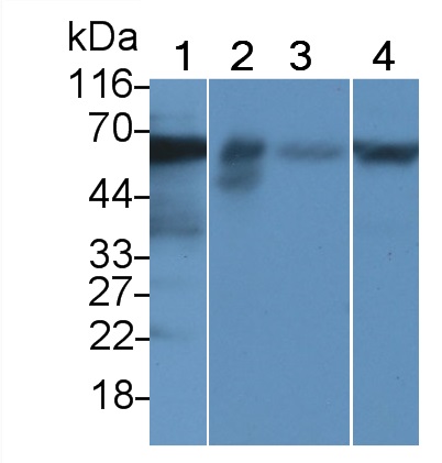 Polyclonal Antibody to Occludin (OCLN)