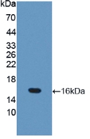 Polyclonal Antibody to Occludin (OCLN)