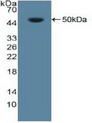 Polyclonal Antibody to Nucleolin (NCL)