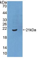 Polyclonal Antibody to Exportin 1 (XPO1)