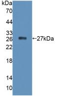 Polyclonal Antibody to Protein Tyrosine Phosphatase Receptor Type F (PTPRF)