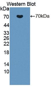 Polyclonal Antibody to Tight Junction Protein 1 (TJP1)