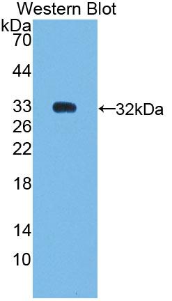 PAC266Hu01.jpg