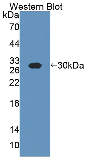 Polyclonal Antibody to 2',3'-Cyclic Nucleotide 3'-Phosphodiesterase (CNP)