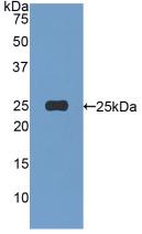 PAC284Hu01.jpg