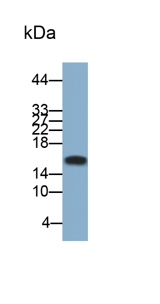 Polyclonal Antibody to Ionized Calcium-binding Adapter Molecule 1 (IBA1)