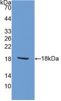 Polyclonal Antibody to Allograft inflammatory factor 1 (AIF1)