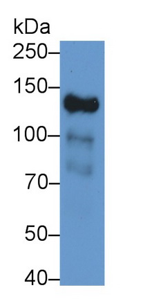 Polyclonal Antibody to Angiomotin (AMOT)