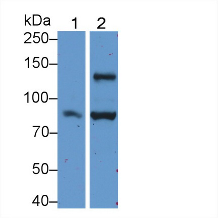 Polyclonal Antibody to Angiomotin (AMOT)