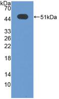 Polyclonal Antibody to Activating Transcription Factor 3 (ATF3)