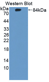 Polyclonal Antibody to Cholinergic Receptor, Nicotinic, Alpha 7 (CHRNa7)