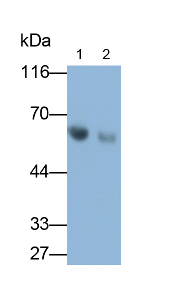 Polyclonal Antibody to Antithrombin (AT)