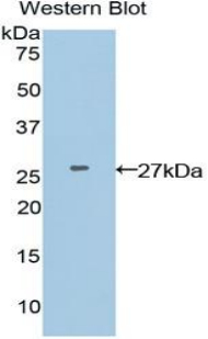 PAC314Hu01.jpg