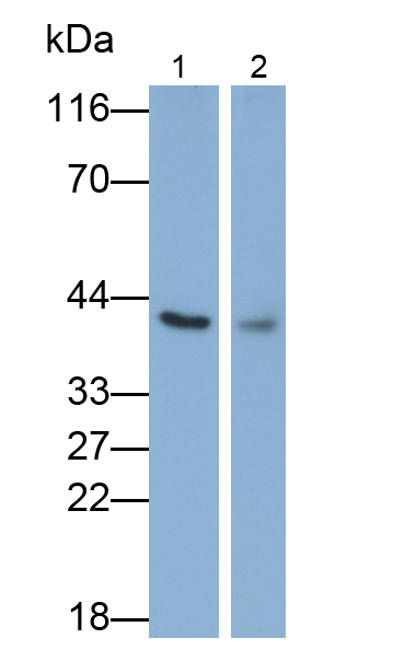 Polyclonal Antibody to Asporin (ASPN)