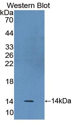 PAC336Hu01.jpg