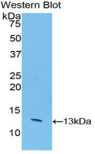 Polyclonal Antibody to Caspase 6 (CASP6)