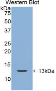 Polyclonal Antibody to Caspase 6 (CASP6)