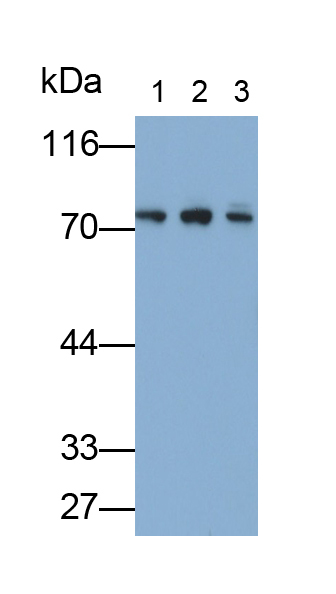 Polyclonal Antibody to Heat Shock 70kDa Protein 5 (HSPA5)