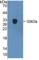 Polyclonal Antibody to Annexin A6 (ANXA6)