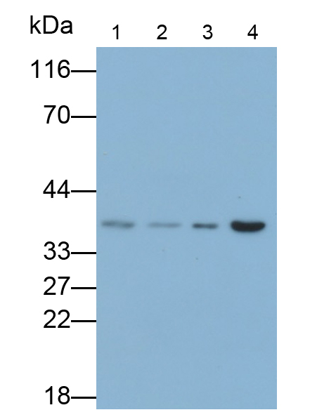 Polyclonal Antibody to Calcium Modulating Ligand (CAMLG)