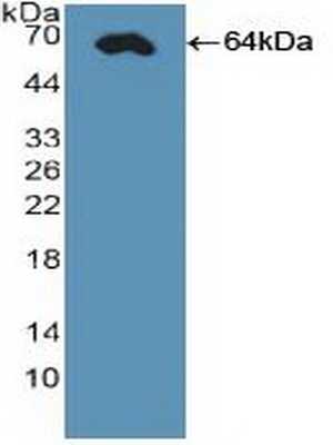 Polyclonal Antibody to Caudal Type Homeobox 2 (CDX2)