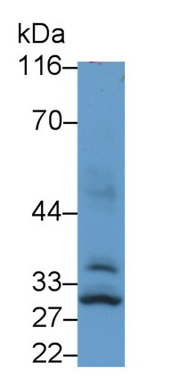 Polyclonal Antibody to Cytokine Inducible SH2 Containing Protein (CISH)