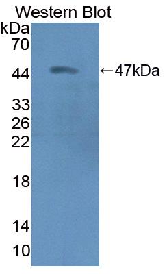 PAC386Hu01.jpg