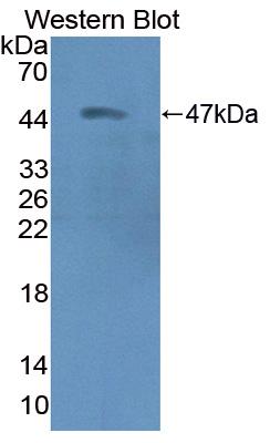 Polyclonal Antibody to Creatine Kinase, Mitochondrial 2, Sarcomeric (CKMT2)