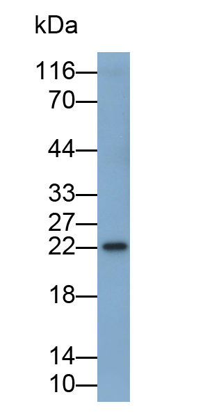 Polyclonal Antibody to Cardiotrophin Like Cytokine Factor 1 (CLCF1)