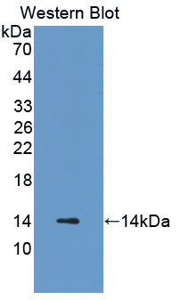 Polyclonal Antibody to Cysteine Rich Protein 1, Intestinal (CRIP1)