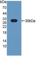 Polyclonal Antibody to Cysteine Rich Secretory Protein 1 (CRISP1)