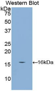 PAC411Mu01.jpg