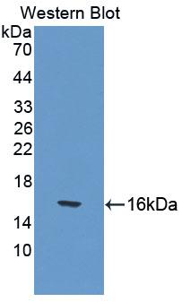 PAC411Ra03.jpg