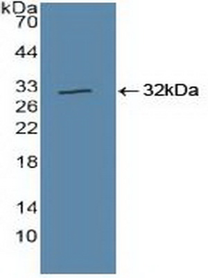 Polyclonal Antibody to Cullin 1 (CUL1)