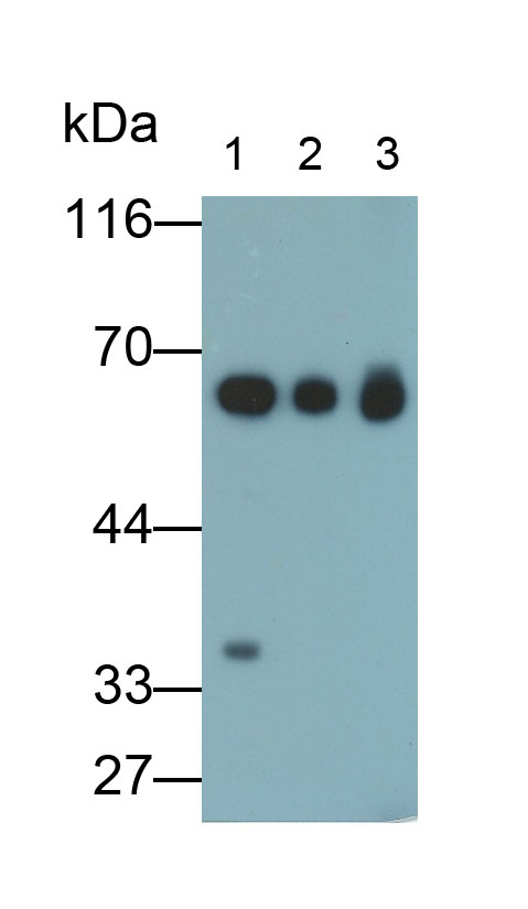 Polyclonal Antibody to Catalase (CAT)