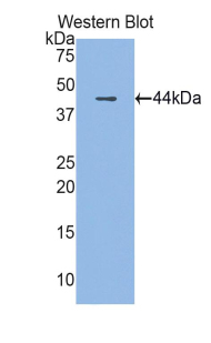 PAC419Ra01.jpg