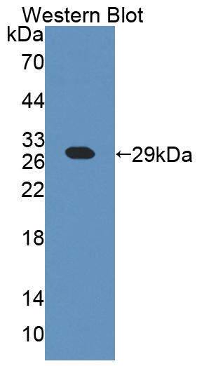 PAC420Mu01.jpg