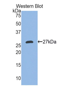 PAC452Mu01.jpg