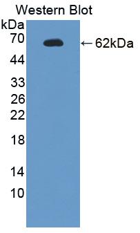 Polyclonal Antibody to Endonuclease G, Mitochondrial (ENDOG)