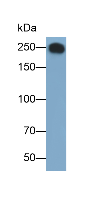 Polyclonal Antibody to Fatty Acid Synthase (FASN)