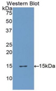 Biotin-Linked Polyclonal Antibody to Furin (FUR)