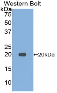 Polyclonal Antibody to Furin (FUR)